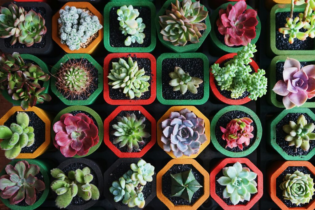A grid array of assorted succulents.